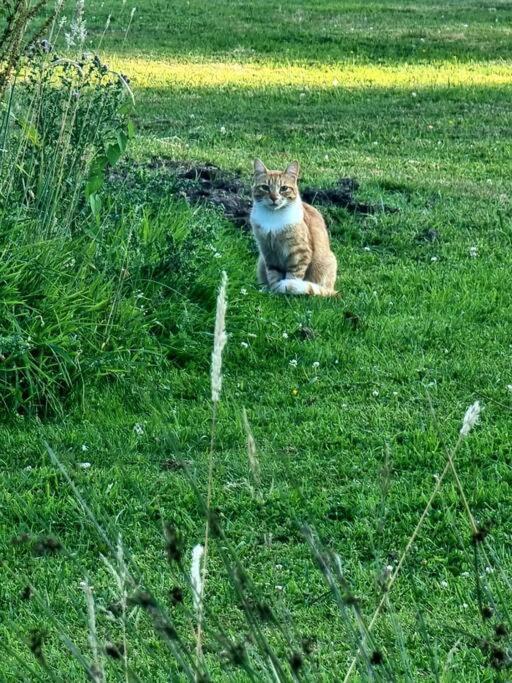 La Villa D'Aurel De 140M2, 2 Hectares De Nature Fruges Kültér fotó